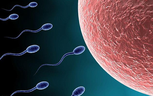 【Nature综述】人造精子、卵子如何走向临床？1.jpg